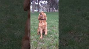 Тишка - рыжий спаниель