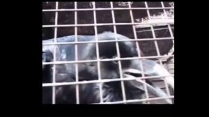 НУ ЧТО? ВОРОН ГОВОРИТ НУ ЧТО ОРИГИНАЛ ТИК ТОК