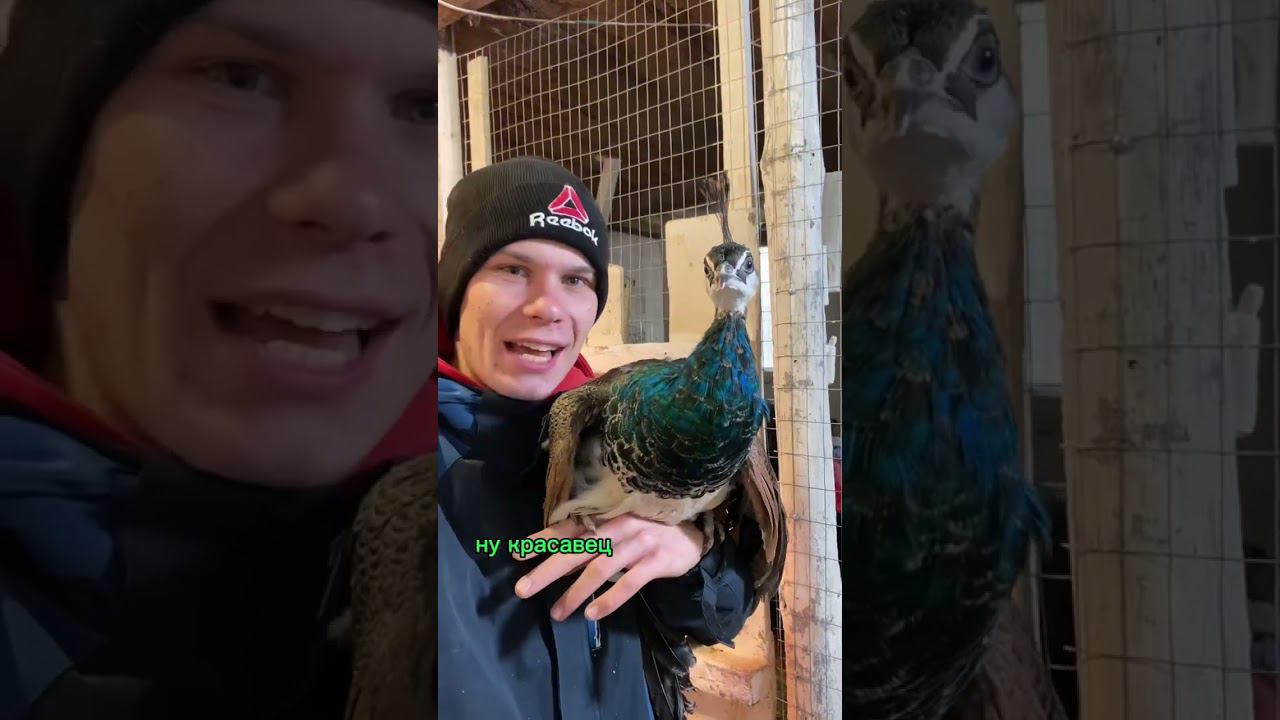 У фермеров свои Питомцы Как ваших зовут ? У меня гусь Гоша смотреть онлайн