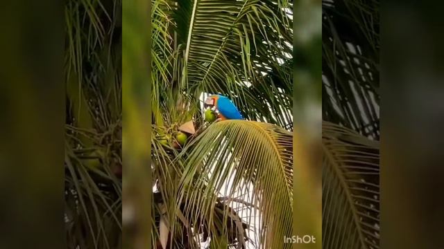 Parrot Drinking Coconut Water #viral #shors #shortsvideo