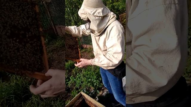 СР пчелы поменяли прописку смотреть онлайн