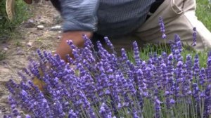 Harvest Time at Purple Haze Lavender