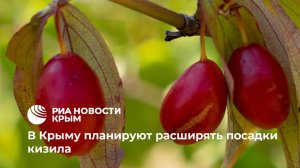 В Крыму планируют расширять посадки кизила