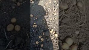 Картошка "лимонка"с 1 ведра 10