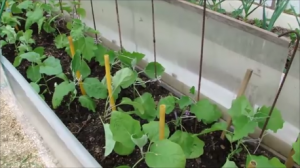 УТЕПЛЯЮ  ГРЯДКУ  С  БАКЛАЖАНАМИ.