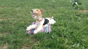Smart fox terrier Taffy/ Собака показывает трюки