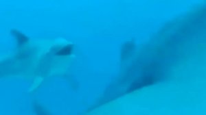 Чего или кого боятся акулы? Говорят что акулы никого и ничего не боятся. Так ли это на самом деле?