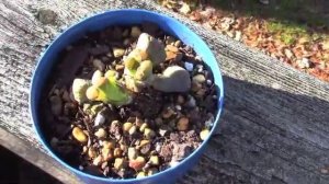 Lithops Plant Fail