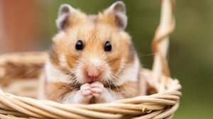 СМЕШНЫЕ ХОМЯКИ.МИФЫ О ХОМЯКАХ