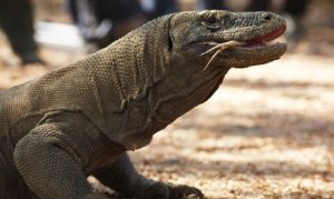 Послушаем мудрое рычание варана