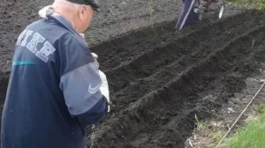 посадка картофеля мотоблоком