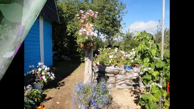 НЕПОВТОРИМЫЕ КЛЕМАТИСЫ и другие цветы,дополняющие красоту моего сада. смотреть онлайн