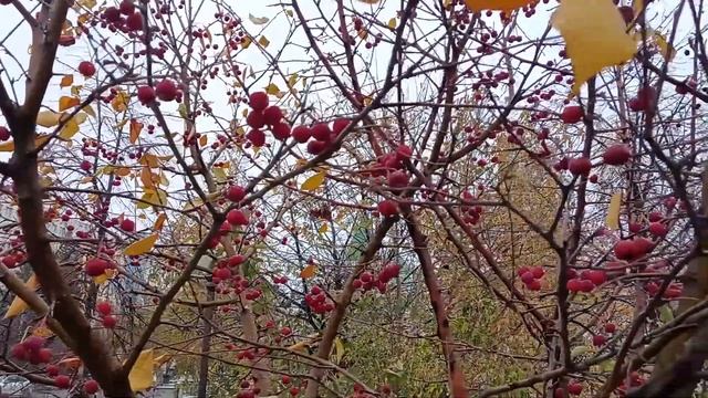 Сергей Мячиков "А в городе снег" смотреть онлайн