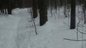 Снежный человек или прогулка в лесах Н-ска.