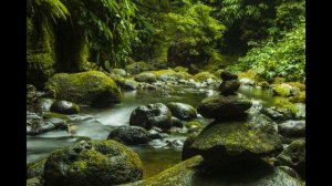 Flute Music & Relaxing - beautiful relaxing music - flute,Gentle Rain - Sleeping, Study, ASMR