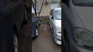 Почему не распустились листья на деревьях?