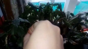 Заморозила комнатные цветы  Их реабилитация