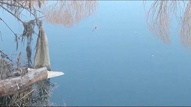 Peş Peşe BALIK AVI,KASNA AVI,Şamandıralı Oltayla ırmakta balık avı, hamsiyle balık avı nasıl #16 смотреть онлайн