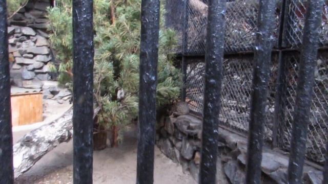 Новое потомство дальневосточной кошки 22.08.2019 смотреть онлайн