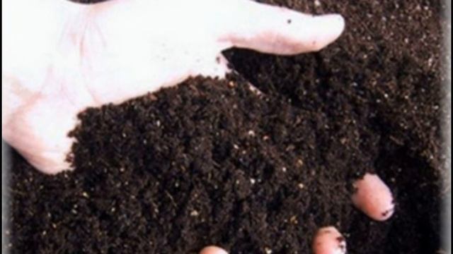 Летний чеснок посадка культуры и правильный уход