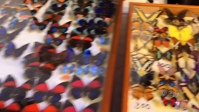 20-я выставка продажа насекомых смотреть онлайн