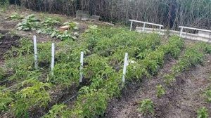 Виноград томаты и борная кислота. Grapes tomatoes and boric acid.