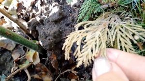 гималайский кедр укоренить эксперименты.ливанские кедрики