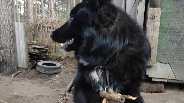 ненецкая лайка Торос ругается. принёс палку смотреть онлайн