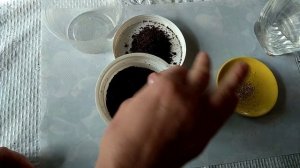Эксперимент ромашка аптечная Взойдет ли
