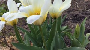 Тюльпан Грейга "White fire" (Greigii tulips "White fire")