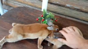 Декоративные кролики породы Рекс