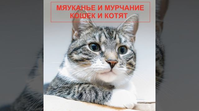 Звуки кошек мяуканье слушать для котят