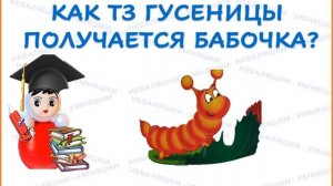 Как из гусеницы получается бабочка