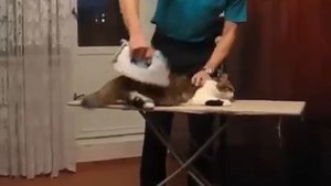 Как правильно гладить кота  ЖЕСТЬ!!!