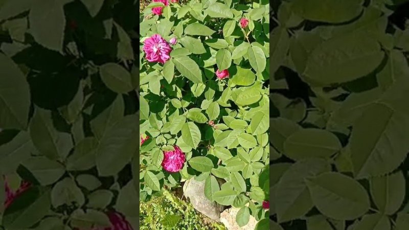 Розы на даче
