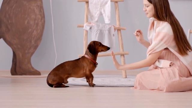 5 Things You Must NOT Do To Your Dachshund / All DACHSHUND Owners Must Watch! смотреть онлайн