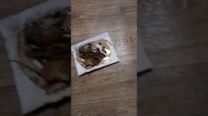 клей от мышей!!! в конце у меня был шок!!