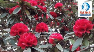 RHODODENDRON- NATIONAL FLOWER OF NEPAL