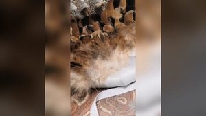 создаю крылья из перьев #ЛисьяМастерская