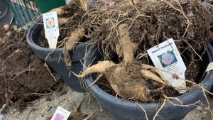 Как выкапывать и хранить георгины