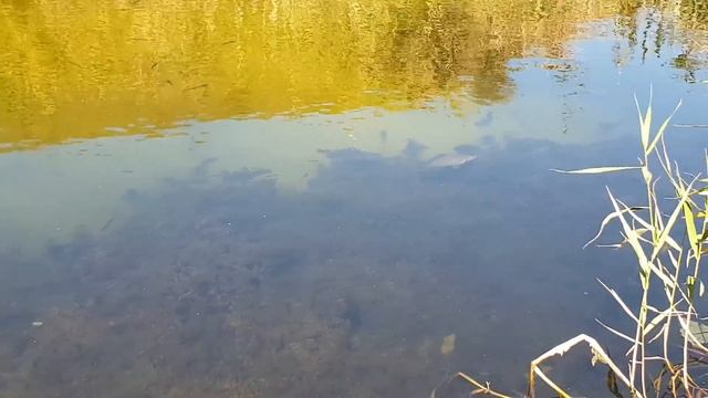 ЗОЛОТО В ТРЕЩИНАХ СКАЛЬНОЙ ПОРОДЫ ЧАСТЬ 2 смотреть онлайн