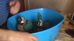 Кормление птенцов сине желтого ары возраст 44 и 47 дней