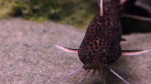 AQUARIUM CATFISH, SYNODONTIS PETRICOLA