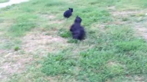 Скотч терьер Салли и скай терьер Несси