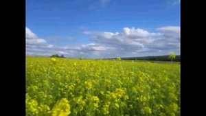 Красота Донецкого поля/ The beauty of the Donetsk field