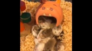 смешные хомяки 4