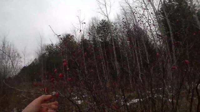 ПОИСК МЕТАЛЛОЛОМА В РЕСПУБЛИКЕ КОМИ / МАСТЕРСКАЯ УЖД смотреть онлайн