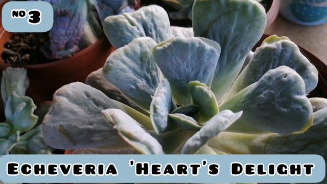 TOP 5 Suculentas Carunculatas Con Sus Nombres |Candies Suculents #suculentas #Echeveria #carunculas смотреть онлайн