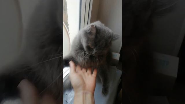 Сонька золотая ручка дерётся смотреть онлайн