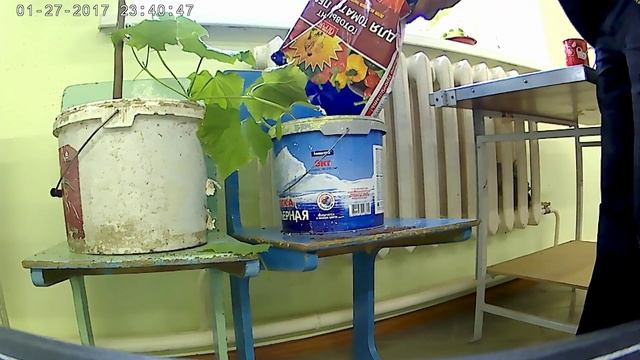 Хочешь быть с огурцами делай так!!!Как Вырастить КУЧУ(много) Зелёных Огурцов -Дома на подоконнике/